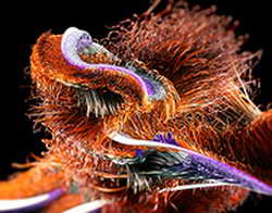 Математик Владимир Воеводин. Досье