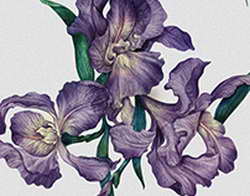 Студенты Брянской области вошли в число сильнейших молодых педагогов проекта «Флагманы образования»